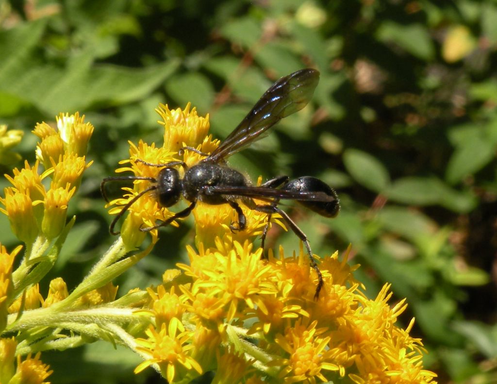 Conferma per Isodontia mexicana?